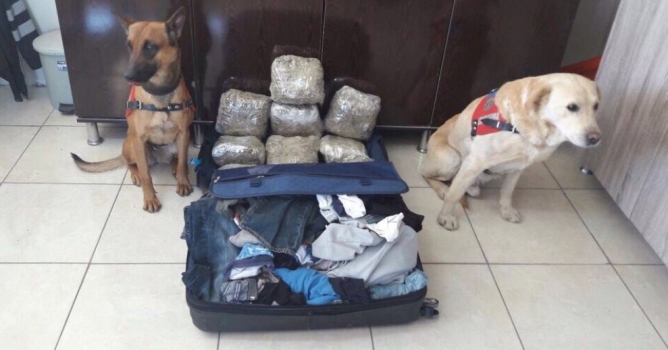 Sevkiyat jandarmaya takıldı