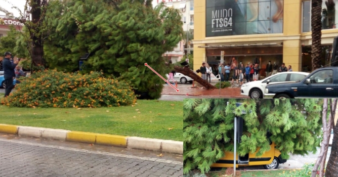 Taksi devrilen ağacın altında kaldı