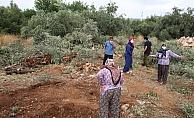 42 zeytin ağacı inşaat çalışması için katledildi