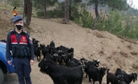  Fatma teyzenin kaybolan keçilerini jandarma buldu