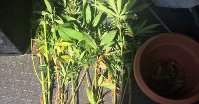 Uyuşturucu yetiştiren Alman yakalandı