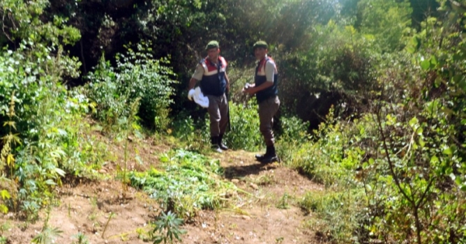 Uyuşturucular harmanda yakalandı