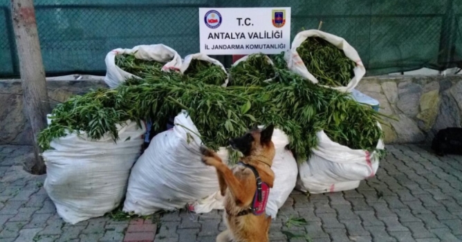 Zehir tacirlerine ağır darbe 